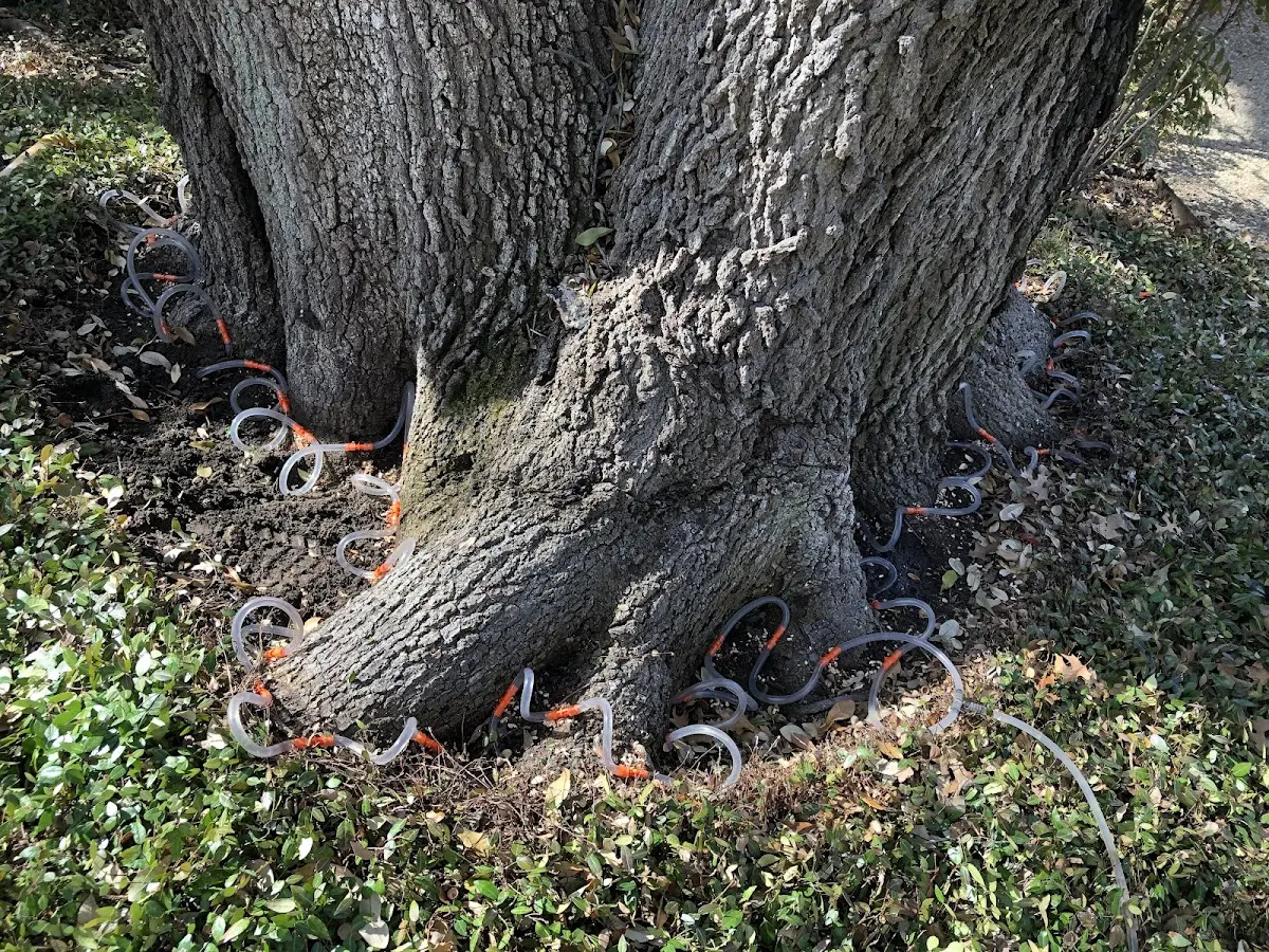 Detailed Tree Cabling and Bracing job site in Nazareth